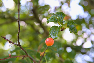 red cherries growing on tree