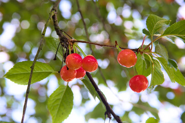 red cherries growing on tree