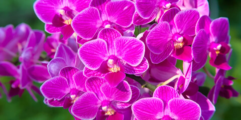 purple orchids blooming in sun
