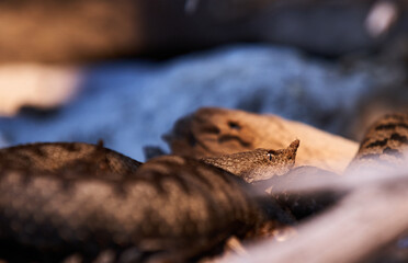 Closeup of Horned Viper. Head Eyes and Horn in focus. Snake head.