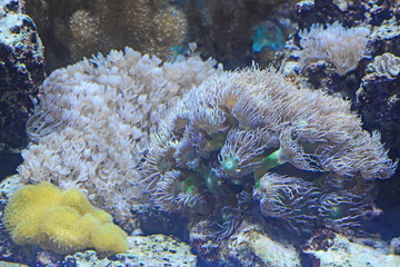 Corail et plantes de fonds marins.