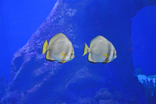 Poisson chauve-souris.