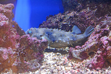 Poisson gris doté de piquants.