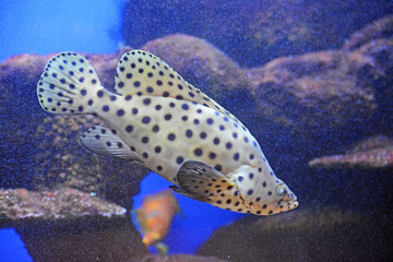 Poisson blanc à points noirs.