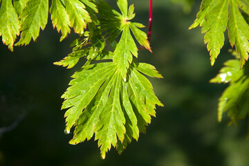 green leaves of a maple tree