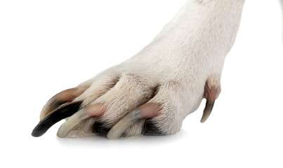 paw and nails of dog