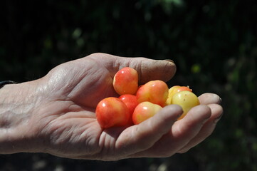 An old villager holds in his hand cherries that he himself has grown. 