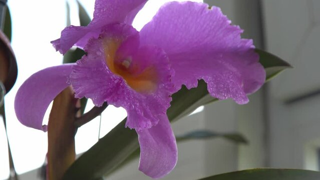 Large purple orchid. Lilac Cattleya flower. Bud plant. Cattleya orchid Blc Triumphal Coronation Seto Cattleyas, Vandas, Dendrobiums in bloom.
