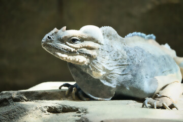 large iguana lying on a stone. Thorny comb and scaly skin. Animal photo