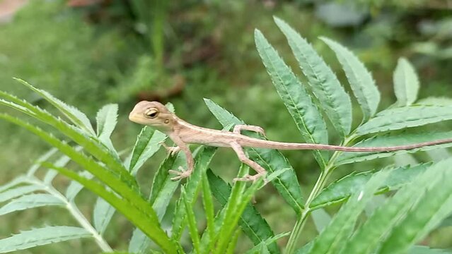 A Indian Baby Tree Lizard On A Marigold Plant.