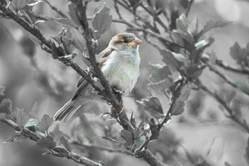 sparrow in black white sitting on a branch in the bush with green leaves in summer