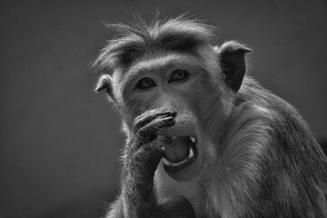 Rhesus monkey in black and white, sitting on a branch and peeing in his teeth. animal photo of a...