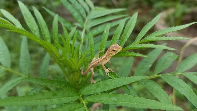 A Indian Baby Tree Lizard On A Marigold Plant.