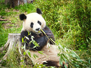 Obraz premium big panda sitting eating bamboo. Endangered species. Black and white mammal