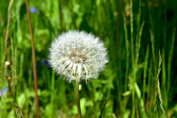 Fototapeta premium White dandelion cap on a green background
