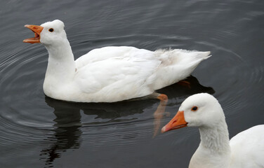 A Dutch white duck quacking. In front is the head of a white goose visible. The duck has a bulbous feather crest on the back of the head. This is a desired and bred deviation in the Netherlands