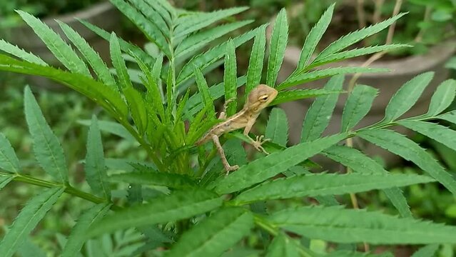 A Indian Baby Tree Lizard On A Marigold Plant.