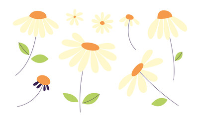 Set of blooming chamomile flowers on stems. Daisy wild camomiles.  Botanical cute plants and herbs for garden. Blossom, spring summer flower, buds and leaves. Hand drawn flat vector illustration.