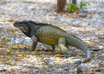 iguana lagarto dominicano