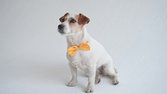 Studio shot of an adorable calm Jack Russell Terrier with a yellow tie tied around his neck in front of a white background. Close-up portrait of a calm kind dog. slow motion