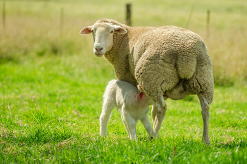 Naklejka na ściany i meble Sheep in Green Grass