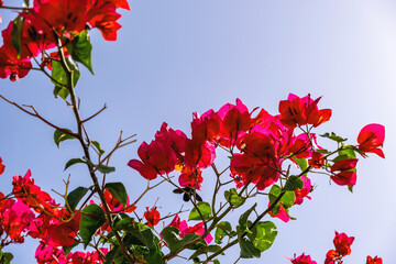 Red color flower, bloom bougainvillea on blue sky background, copy space. Greek Island, Greece