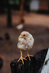 Pollito blanco amarillo caminando en granja