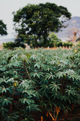 Plantas verdes de yuca en el campo