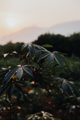 Plantas verdes de yuca en el campo