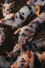 Cerdos caminando en el campo