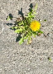 Dandelion grew on an asphalt road.