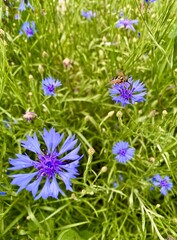 Cornflower as a workplace for insects