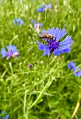 Cornflower as a workplace for insects