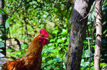 Closeup of a domestic chicken or cock searching for food in the jungle. Domesticated junglefowl (Gallus domesticus), a brown rooster or cockerel looking at the camera.
