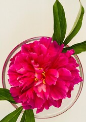 The beauty of peony for the joy of human.