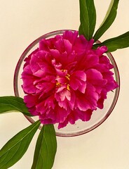 The beauty of peony for the joy of human.