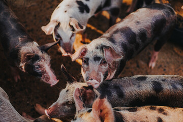 Cerdos caminando en el campo