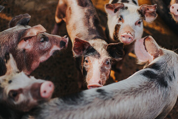 Cerdos mirando a la c&aacute;mara en el campo