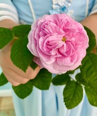 TFresh pink rose in the hands of a little girl.