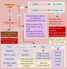 Obraz premium Monkeypox virus becomes the cause of monkeypox, the signs and symptoms of which include fever, rash, headache, lymphoadenopathy, exhaustion, and chills.
