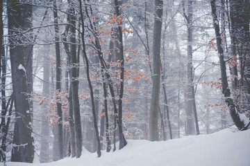 Winter in the foggy forest