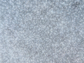 Fluff lies in the green grass and flies through the air in the rays of sunlight. Strong allergen,...