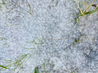 Fluff lies in the green grass and flies through the air in the rays of sunlight. Strong allergen, health hazard concept. Seeds of poplar fluff
