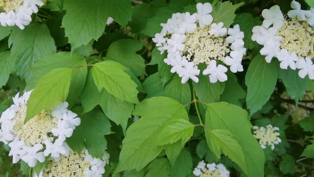 White viburnum season flower. Allergy macro video. Green grass. Bumblebee garden action. Beautiful blossom and organic flight. Ecology life concept. Slow motion. Springtime