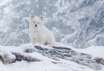 Obraz na płótnie Canvas Dog in the winter forest