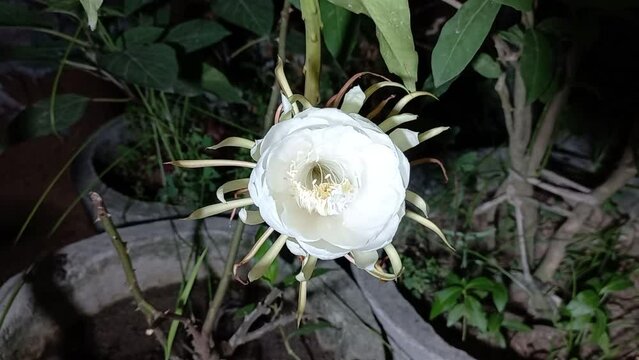Epiphyllum oxypetalum, the Dutchman's pipe cactus, princess of the night or queen of the night flower. Odisha,India
