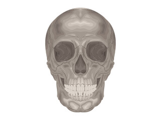 element calcium doctor therapy body science cartoon anatomy surgery biology bone skull skeleton flat