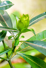 Obraz premium Barleria lupulina (Porcupine flower, Hophead Philippine violet, Hophead, Hop Headed Barleria) it occurs in Southeast Asia