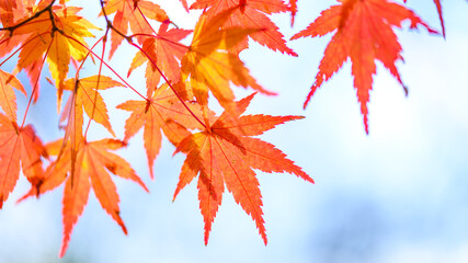 美しく光芒する紅葉景色(クローズアップ)
Beautifully shining autumn leaves...