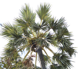 Fototapeta premium palm tree isolated on white